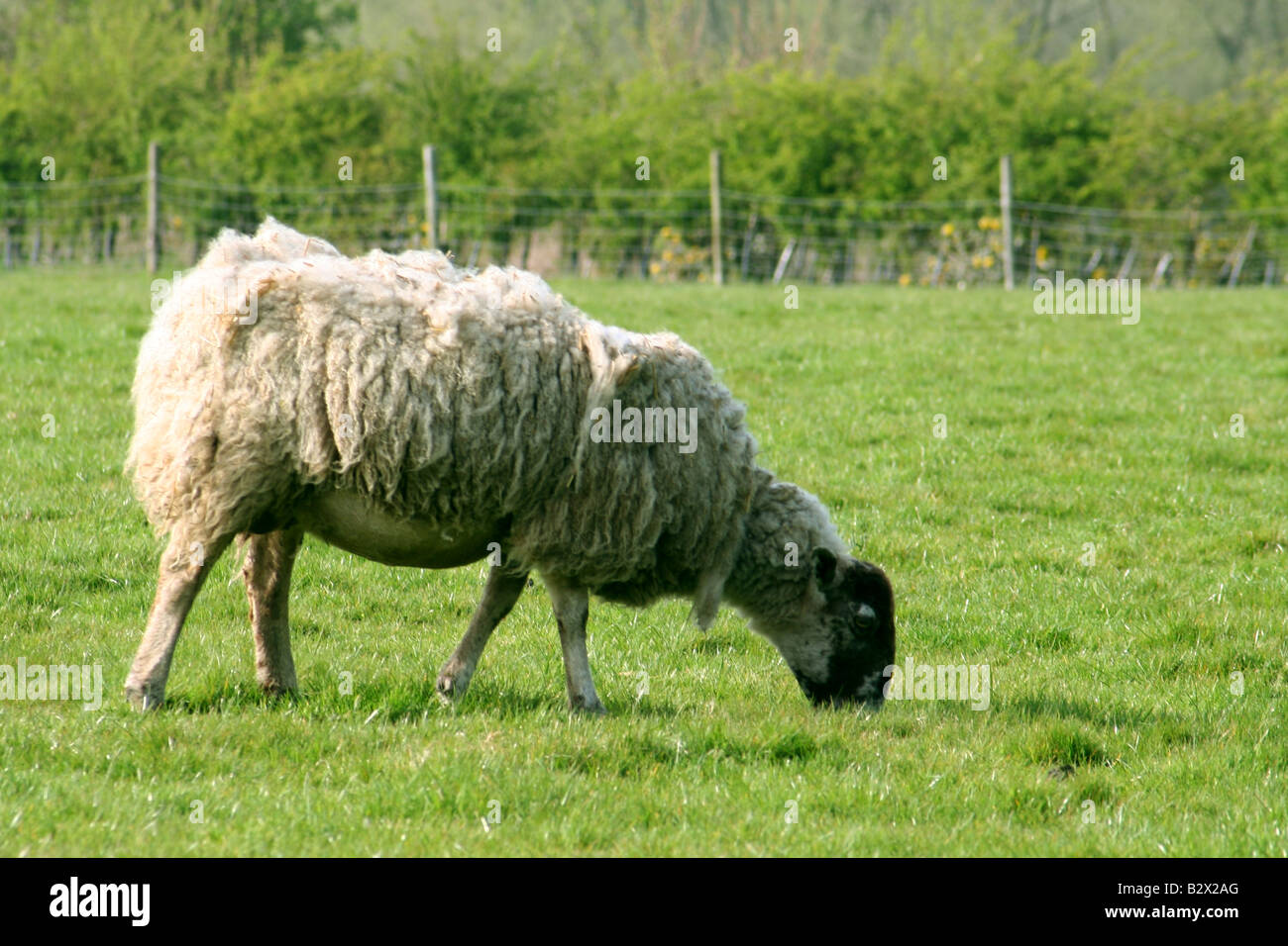 Una pecora in un campo Foto Stock