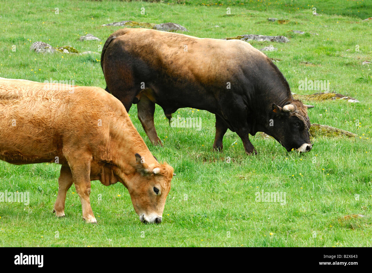 Il pascolo Aubrac bull e la giovenca di razza Aubrac, Francia Foto Stock