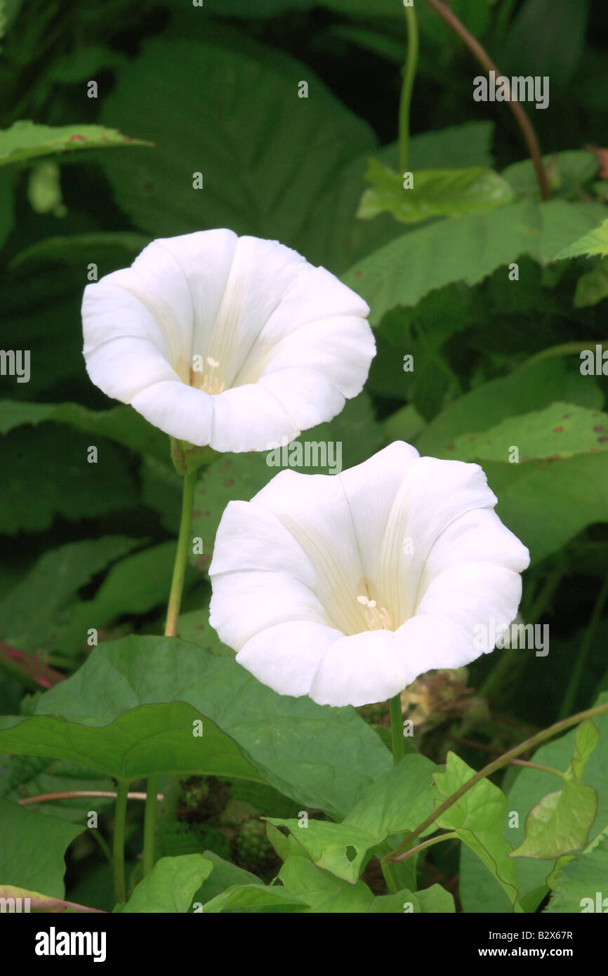 Hedge Centinodia Fiori (Calystegia sepium) Foto Stock