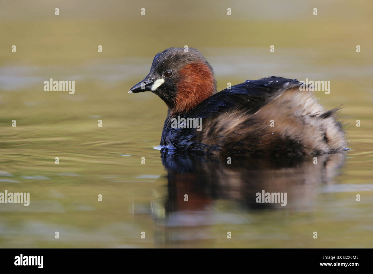 Tuffetto o Dabchick Foto Stock