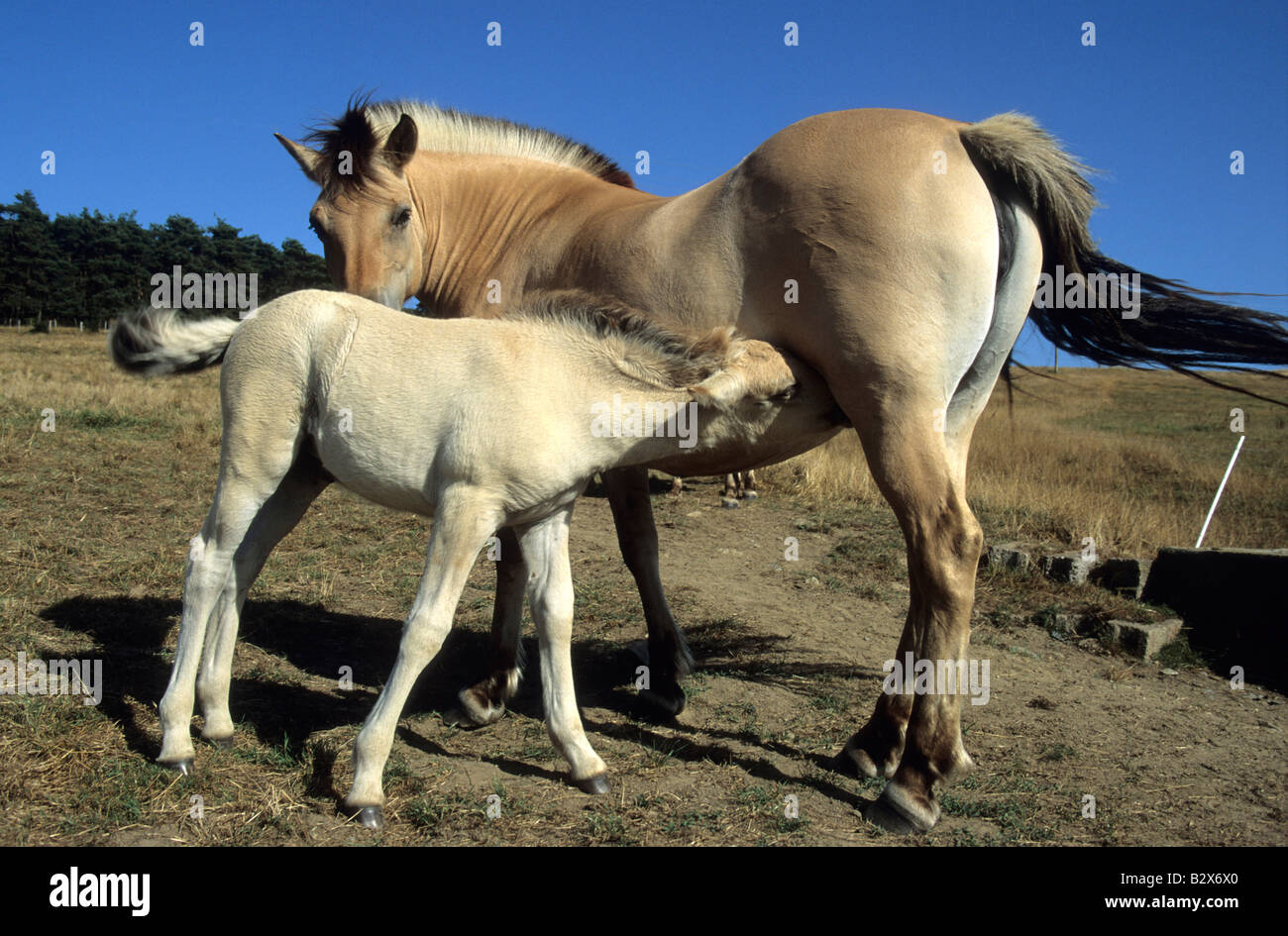 Mare il lattante il suo puledro in un campo Foto Stock