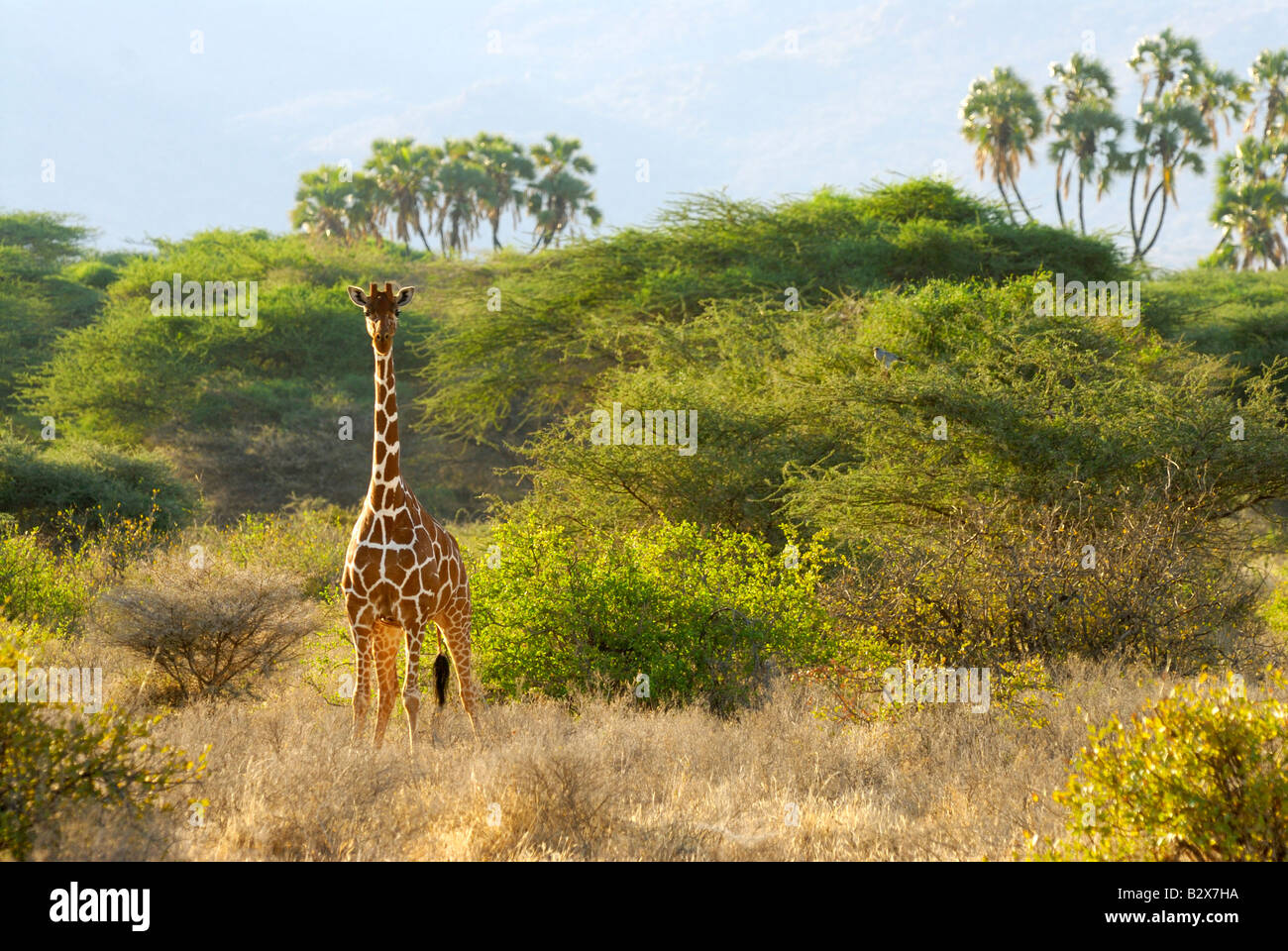 La giraffa, Giraffe reticolate, Giraffa camelopardalis reticulata, SHABA RISERVA NAZIONALE, Kenya, Africa orientale Foto Stock