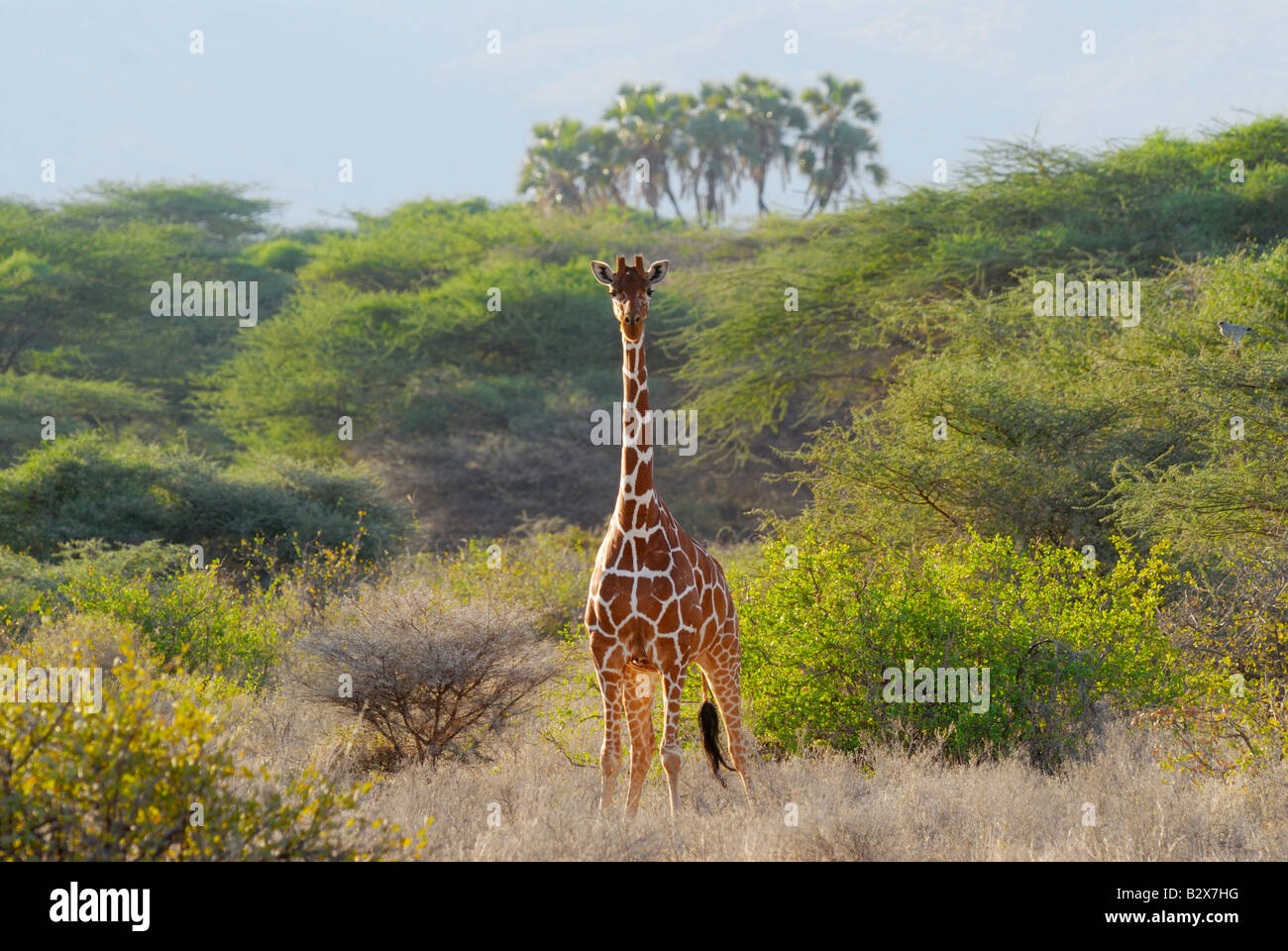 Giraffa somala, Giraffe reticolate, Giraffa camelopardalis reticulata, SHABA RISERVA NAZIONALE, Kenya, Africa orientale Foto Stock