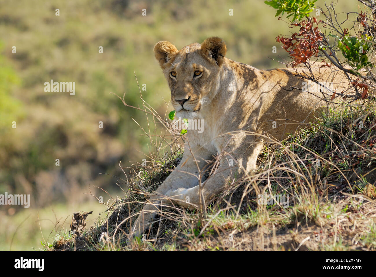 Lion Panthera leo, Leonessa, il Masai Mara, Kenya, Africa Foto Stock