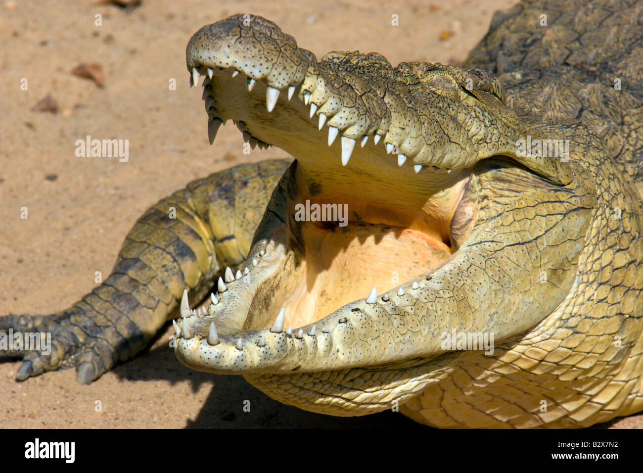Pinze a coccodrillo denti del rettile Uganda Foto Stock