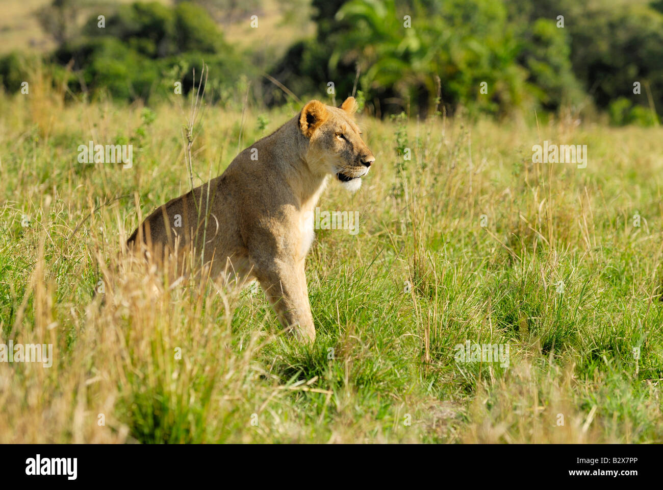 Lion su caccia, Panthera leo, Leonessa, il Masai Mara, Kenya, Africa Foto Stock