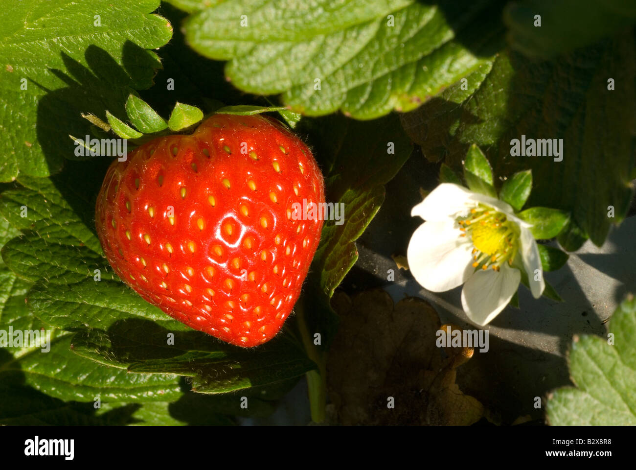 Fragola e fiore Foto Stock