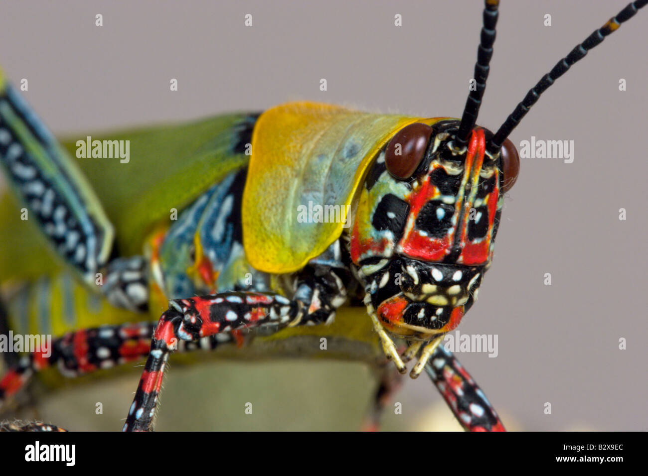 Grasshopper insetto sei zampe colorfull colorfull Foto Stock