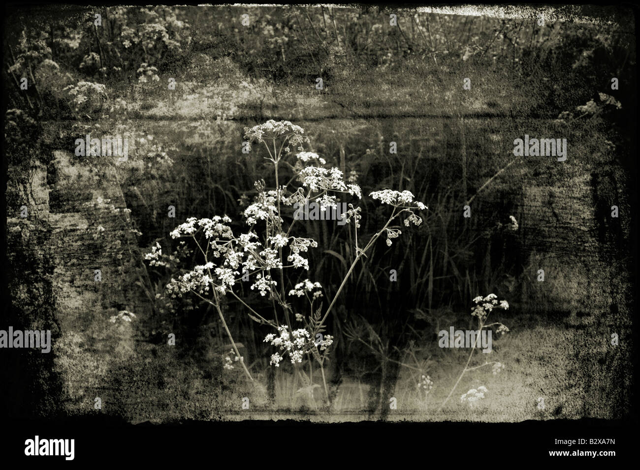 Fiori bianchi in un campo aggiunto Texture in photoshop Foto Stock