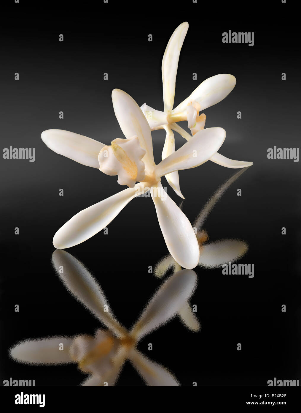 fiore bianco alla vaniglia , planifolia di vaniglia, primo piano isolato su sfondo nero Foto Stock
