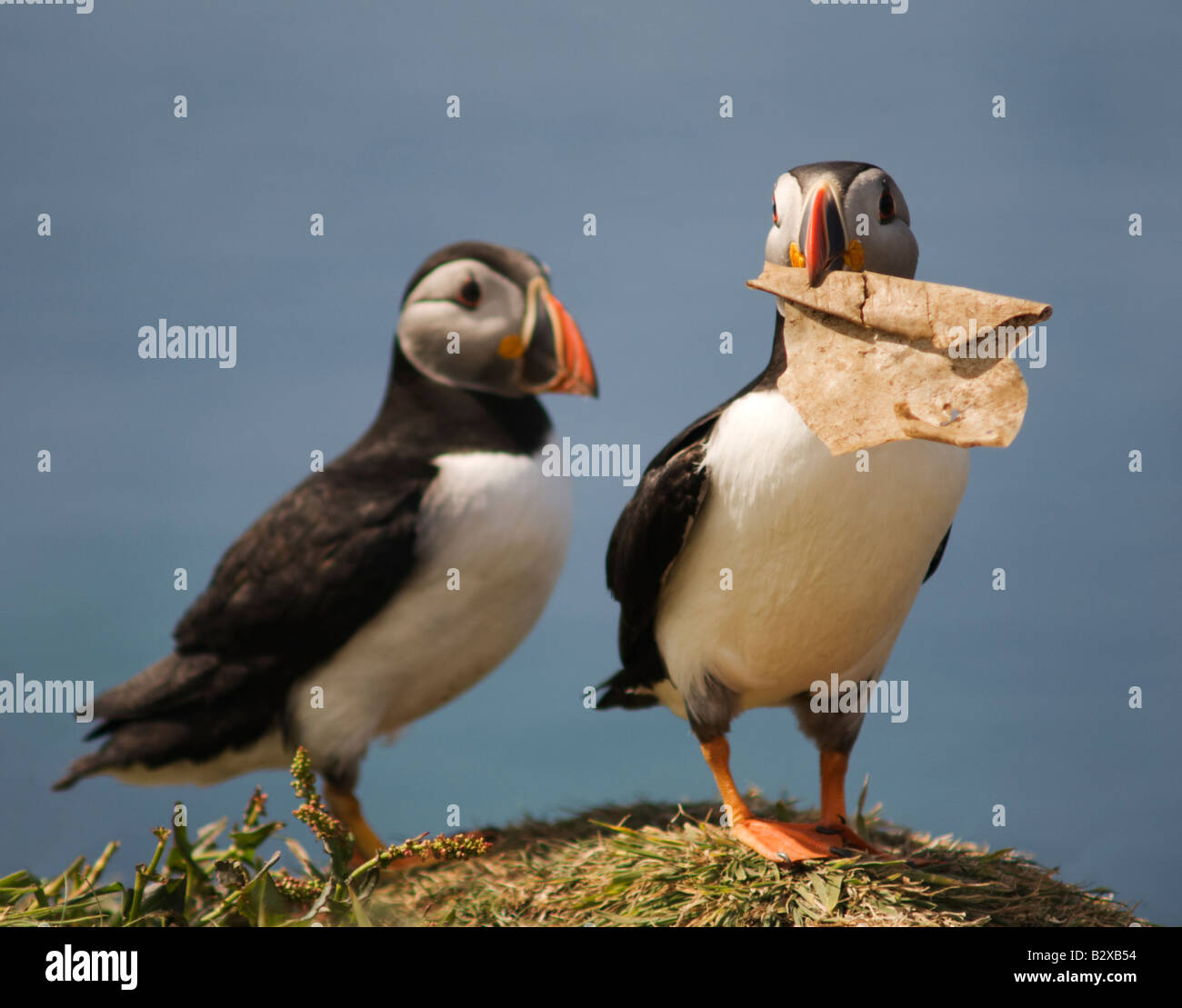 Due i puffini con un pezzo di immondizia Foto Stock