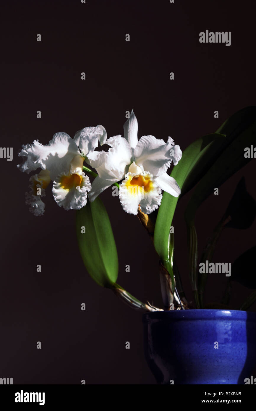 Cattleya Bow Bells è un classico e ben noto nella cattleya orchid hyridizing Foto Stock