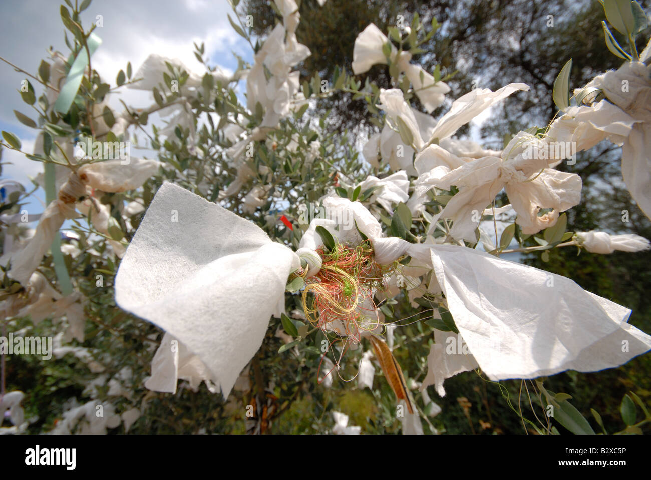 ISTANBUL, Turchia. Offerte votive dei nastri bianco legato ad un ulivo del Princes' Isola di Buyukada. 2008. Foto Stock
