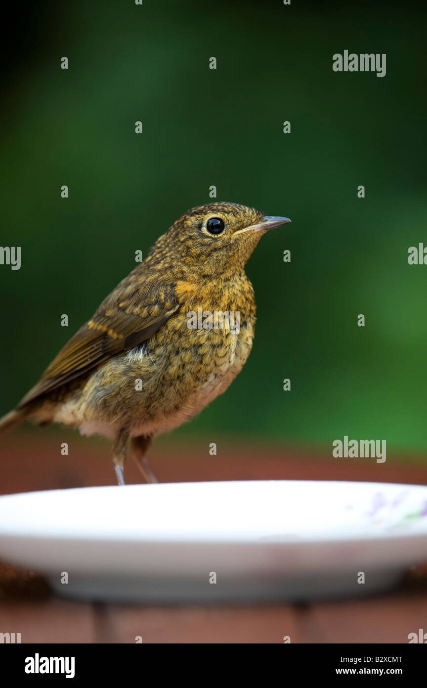 I capretti Robin nella parte anteriore di una piastra Foto Stock