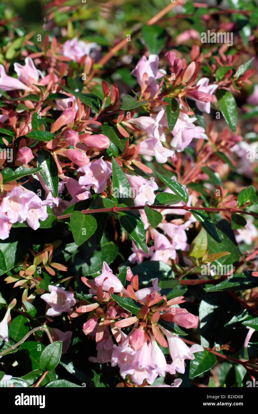 ABELIA GRANDIFLORA SEMPERFLORENS Foto Stock