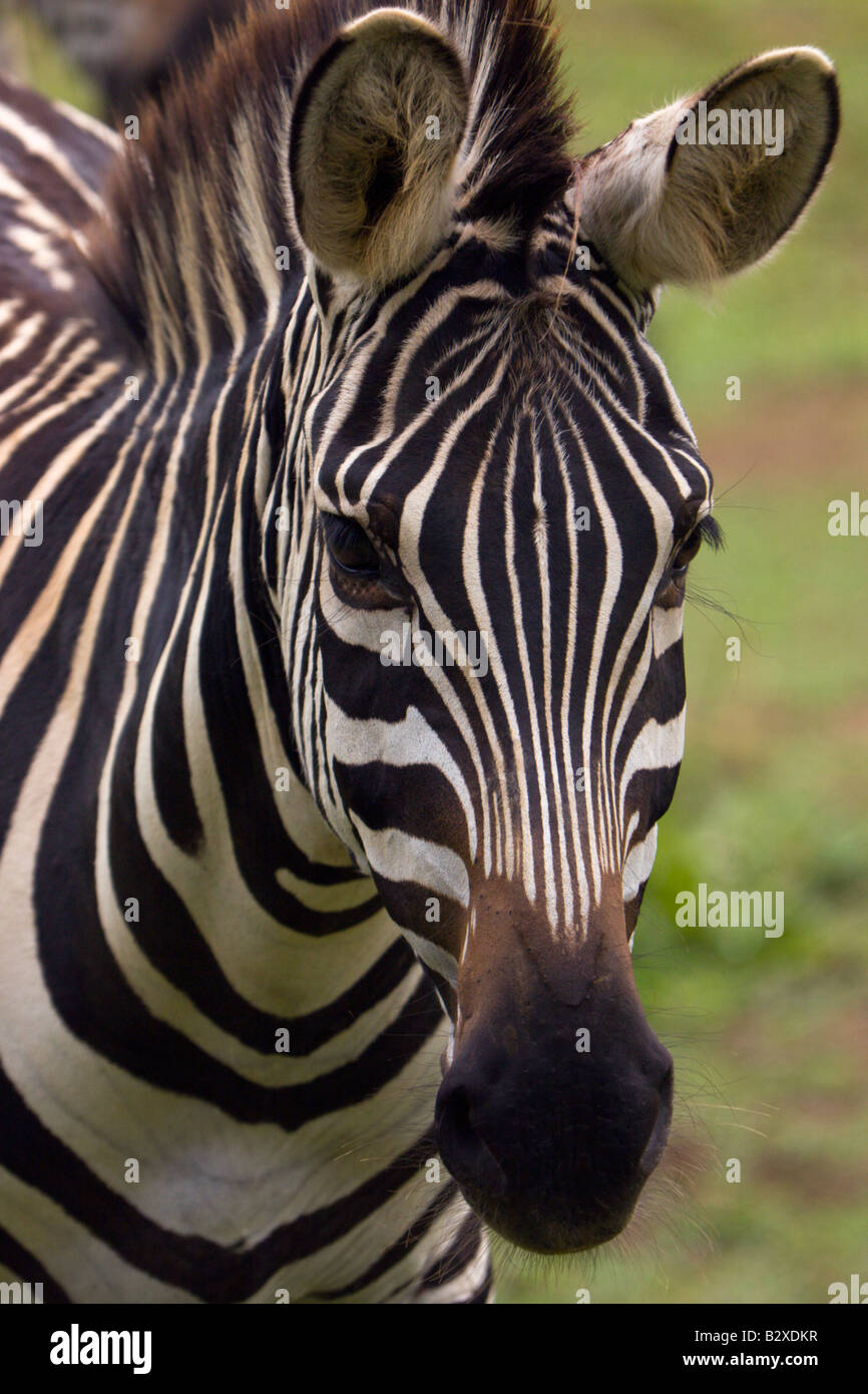 Le strisce della zebra pianure equina africa Uganda Foto Stock