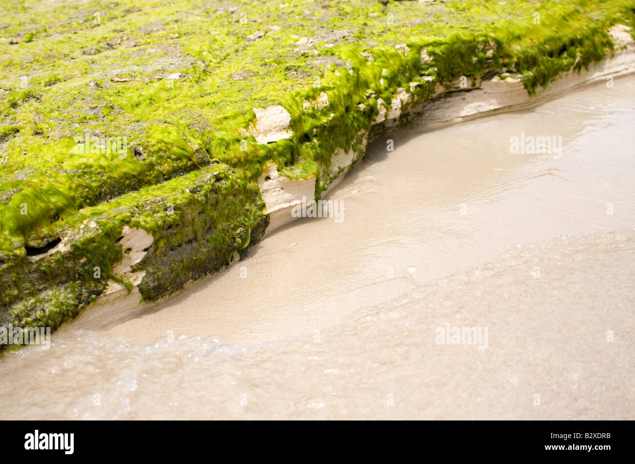Rocce e alghe sulla spiaggia. Foto Stock