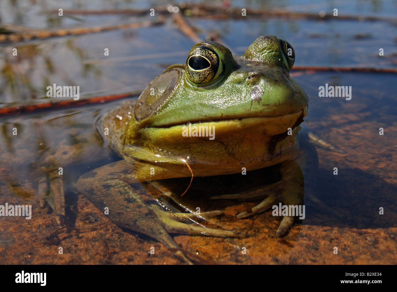 Un maschio Bullfrog in Ontario, Canada Foto Stock