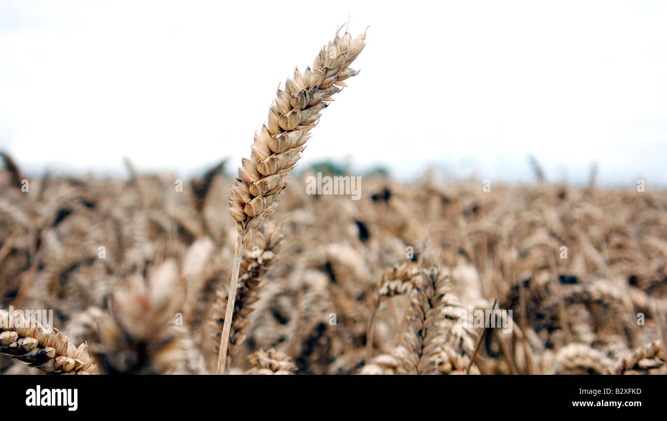 Orecchio di frumento o mais in un archiviato pronto per il raccolto o per il cibo o il carburante bio Foto Stock