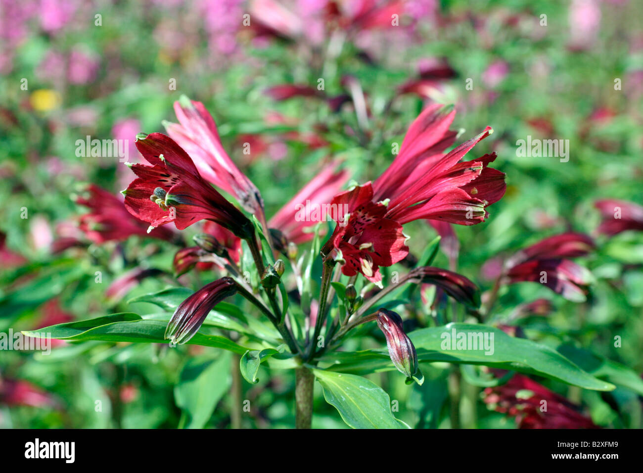 BRASILIENSIS ALSTROMERIA Foto Stock