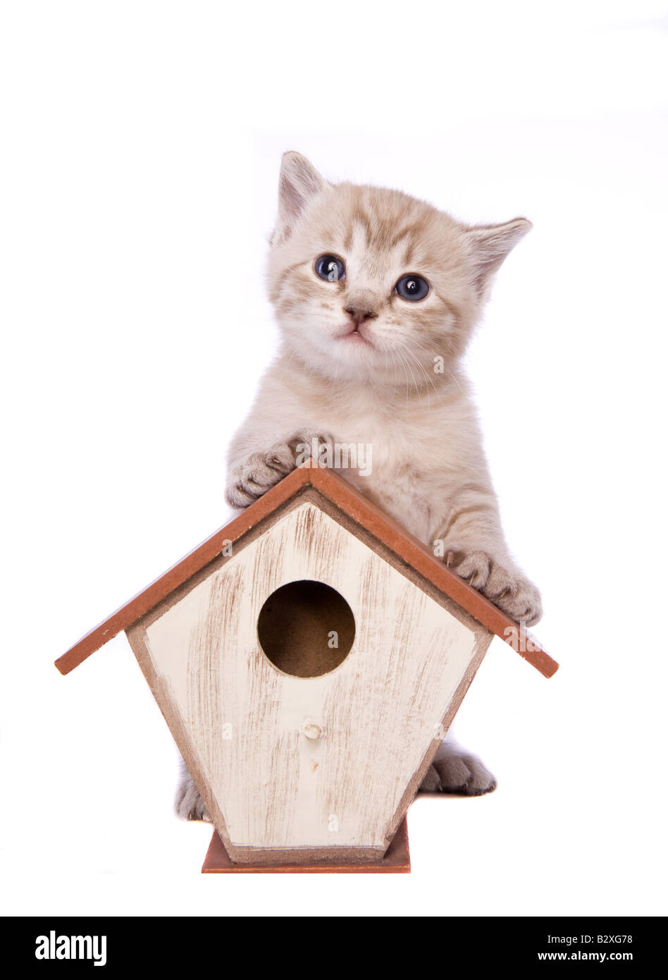 Carino gattino su piccole birdhouse isolati su sfondo bianco Foto Stock