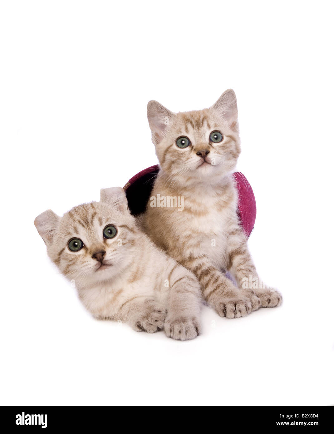 Due gattini all'interno di red confezione regalo insieme isolato su sfondo bianco Foto Stock