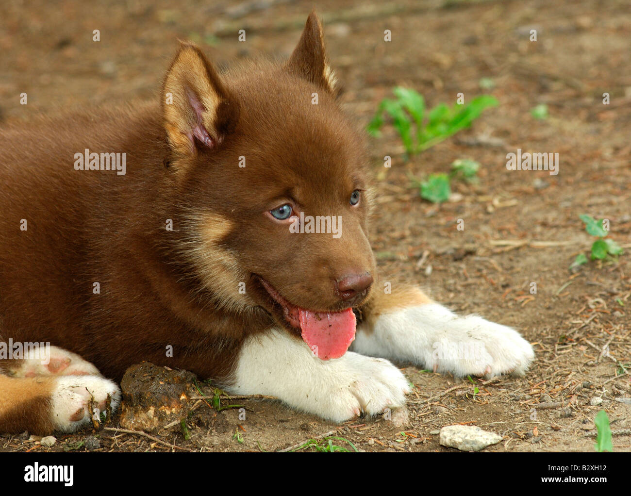 La Groenlandia il cucciolo di cane è perking i suoi orecchi Foto Stock