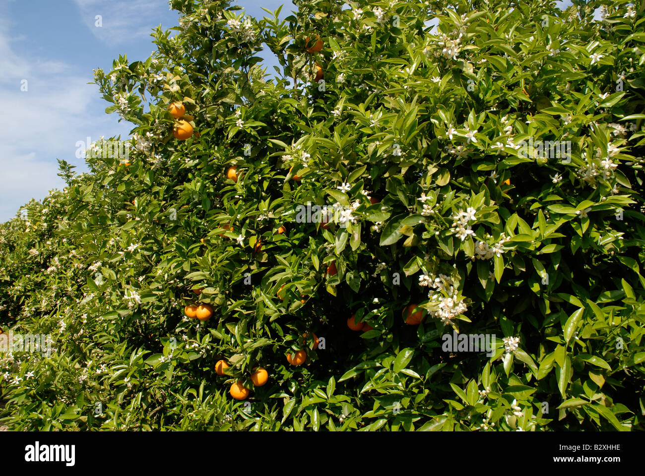 Fiori d'arancio e frutta su albero, Javea / Xabia, Provincia di Alicante, Comunidad Valenciana, Spagna Foto Stock