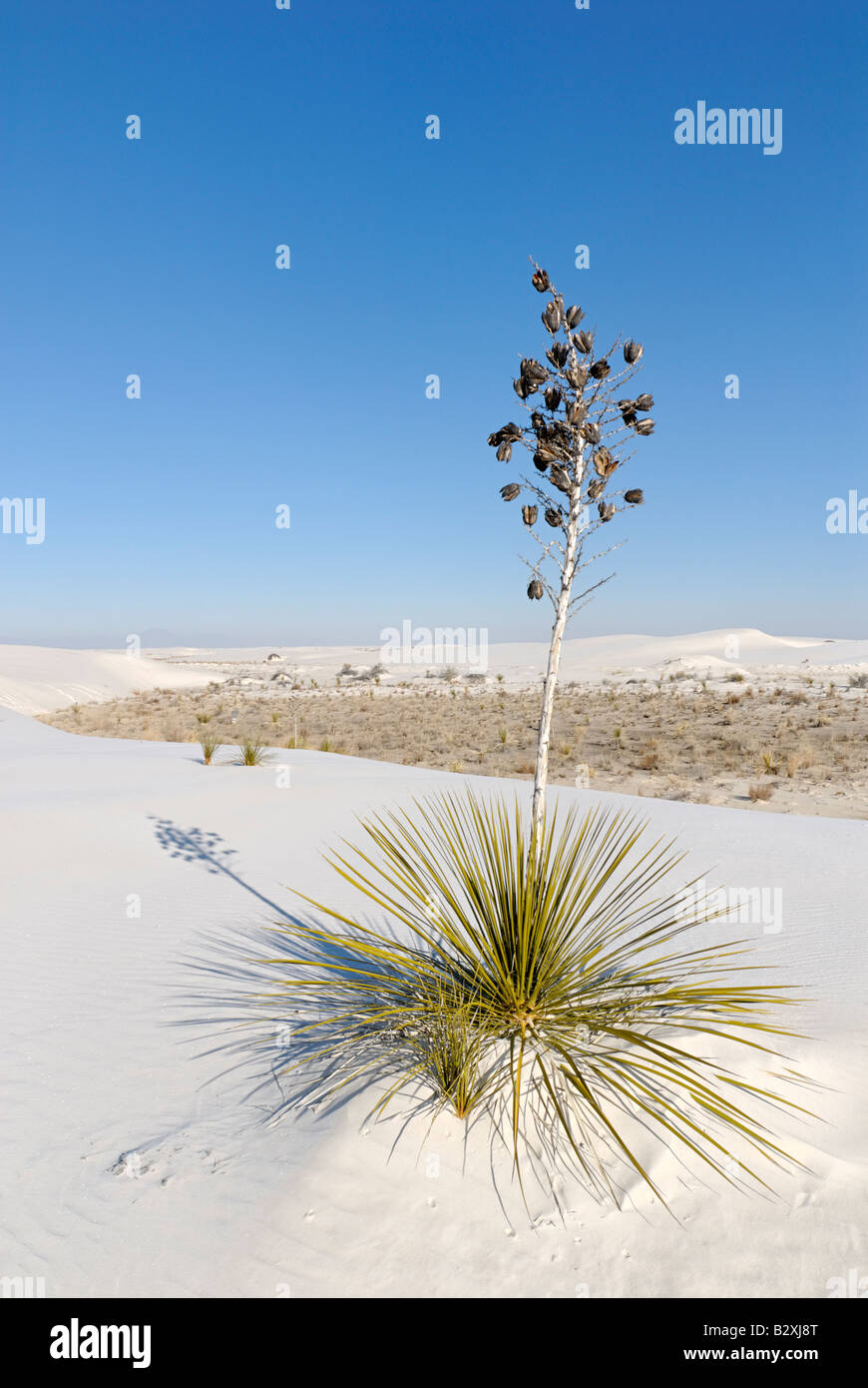 Dune di cristallo Tree Foto Stock