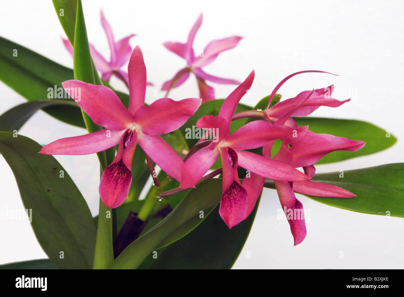 Cattleya guatemalensis un ibrido naturale orchid tra C aurantiaca e C skinneri Foto Stock