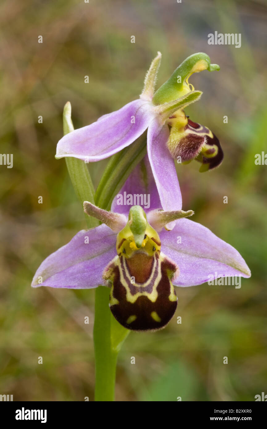 Bee Orchid (Ophrys apifera) Fiori Miller Dale Derbyshire Regno Unito Europa Luglio Foto Stock