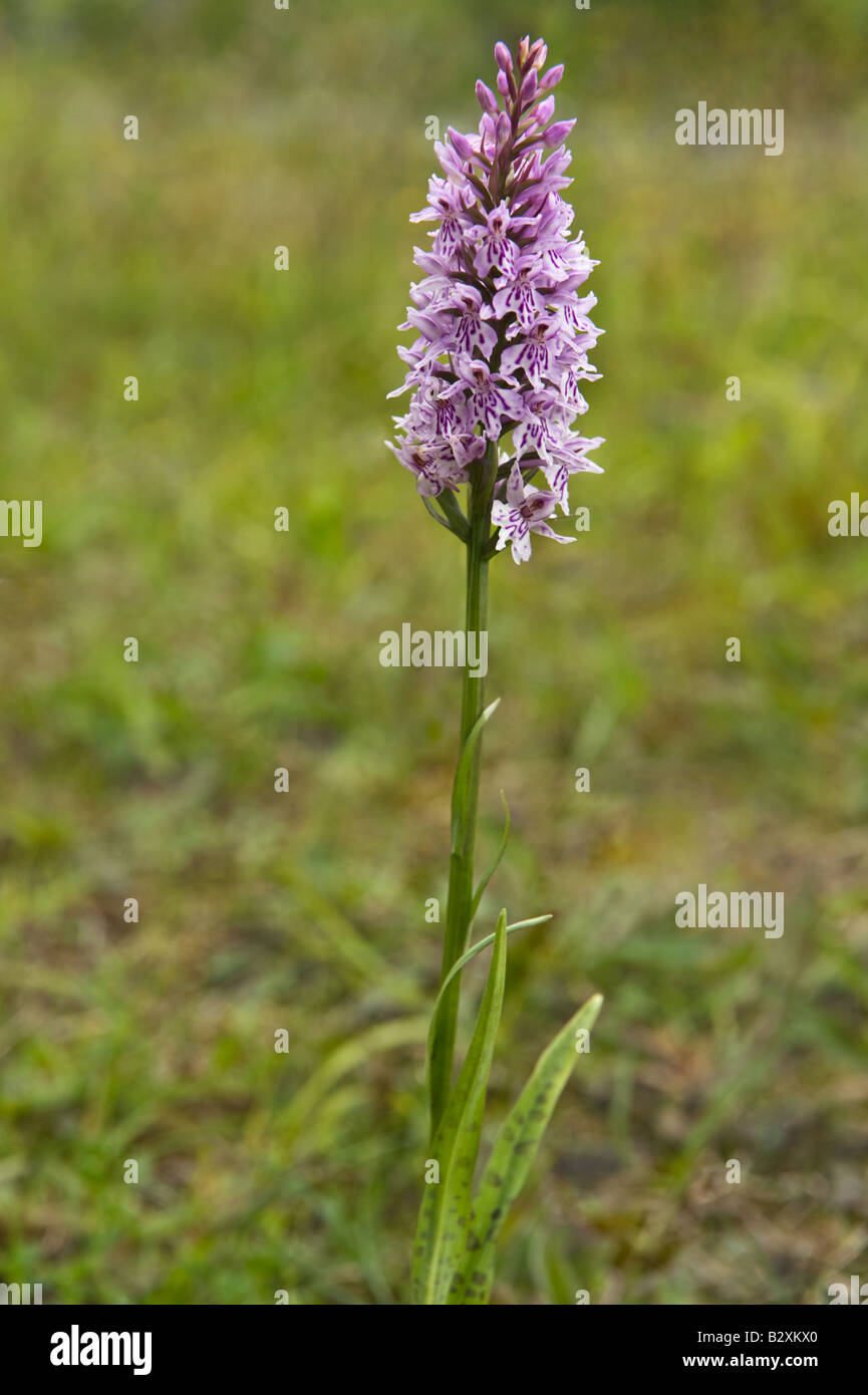 Avvistato comune (orchidea Dactylorhiza fuchsii) infiorescenza fiori Miller Dale Derbyshire Regno Unito Europa Luglio Foto Stock