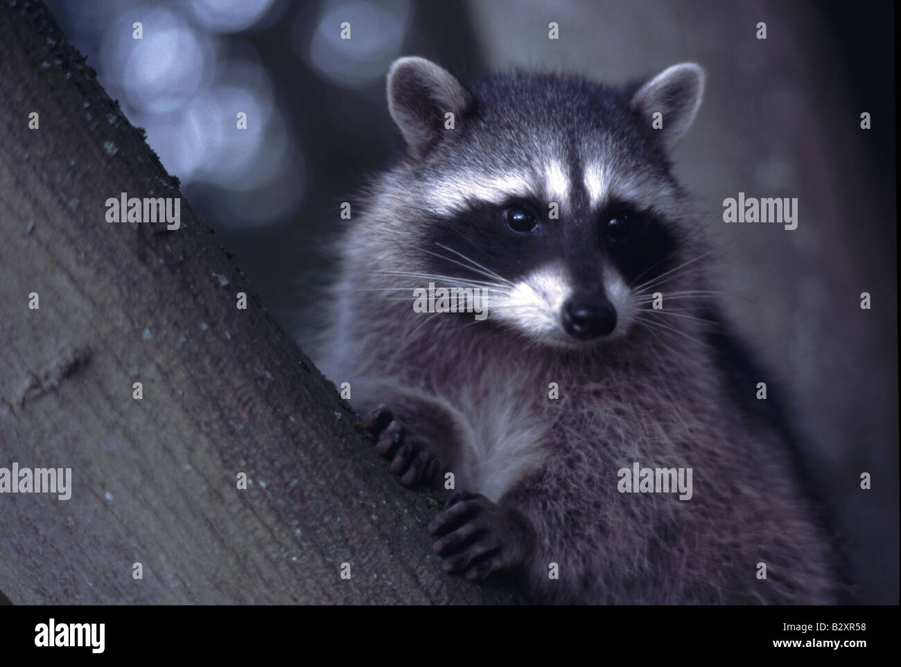 Raccoon gira intorno a caduta foglie procione lotor mammifero Foto Stock