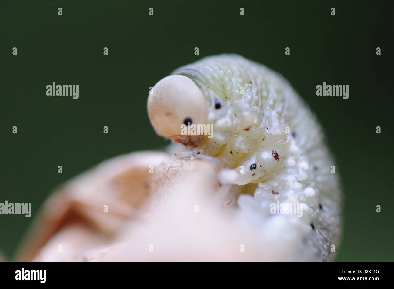 Un verme, larve, Caterpillar, insetto, creatura, avvolto a ricciolo, feriti e la preparazione per la metamorfosi, trasformare, die diventare butterfly Foto Stock