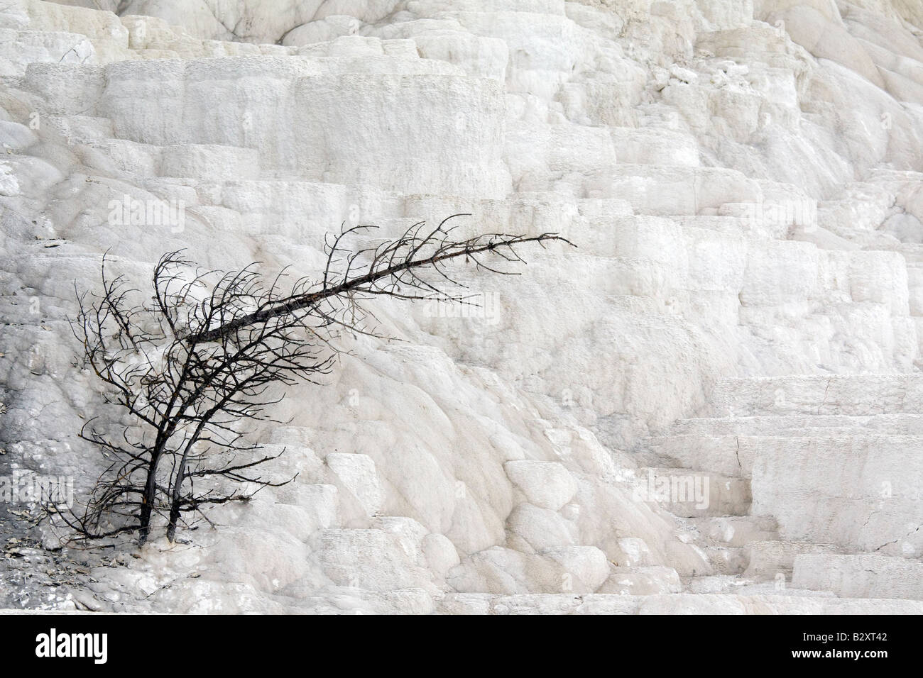 Opal Terrazza- Mammoth Hot Springs Yellowstone 8 Foto Stock