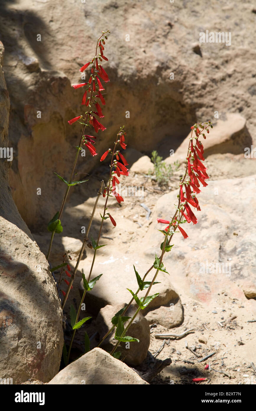 Scarlet Bugler 2- Mesa Verde Foto Stock
