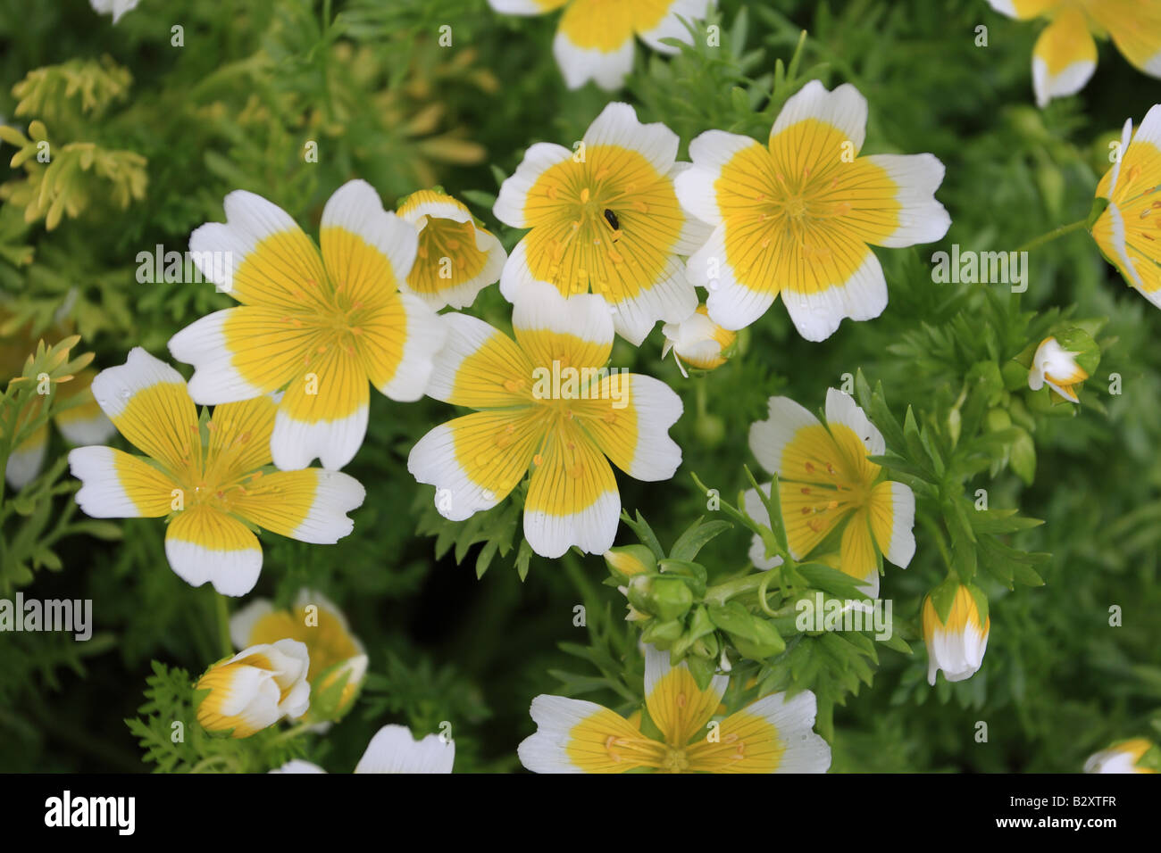 Uovo affogato impianto DOUGLASII LIMANTHES close up di fiori Foto Stock