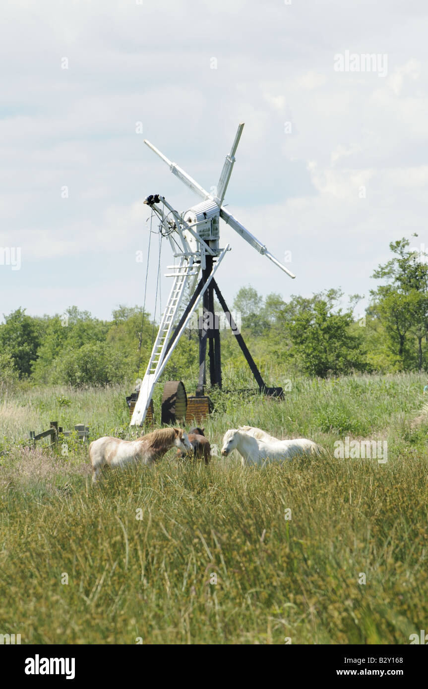 Il Konik o Polacco cavallo primitivo è un piccolo, semi-cavalli selvatici, sulla zona umida della palude di pascolo Norfolk Broads UK Giugno Foto Stock