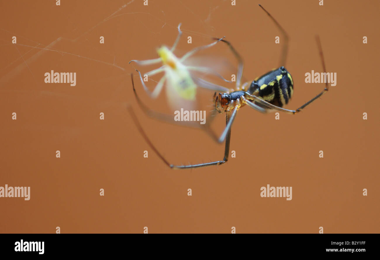 Un ragno, ragno, insetto si prepara a enwrap in seta nel suo web cocoon, mangiare e divorare un insetto un fly, insetto alato come cena Foto Stock