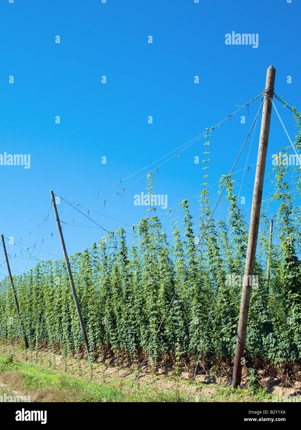 Campo di luppolo Alsace Francia Foto Stock