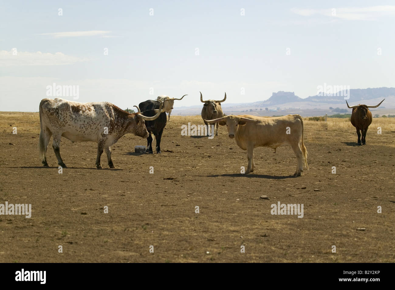 Texas Longhorn bestiame al pascolo su terreni storici adiacenti Fort Robinson, Nebraska Foto Stock