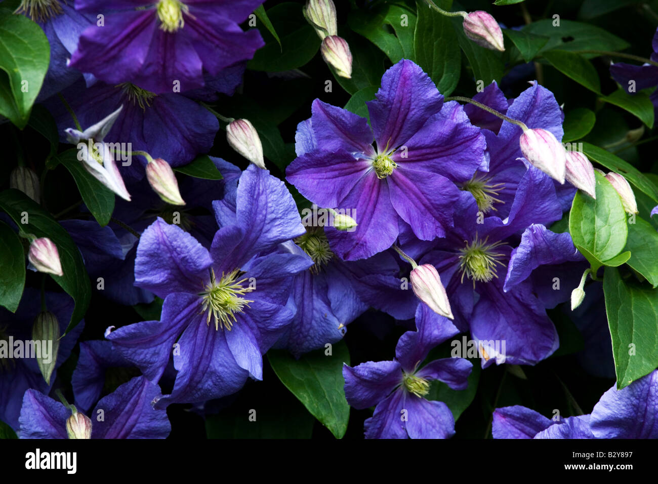 Deep Blue Clematis fiori Foto Stock