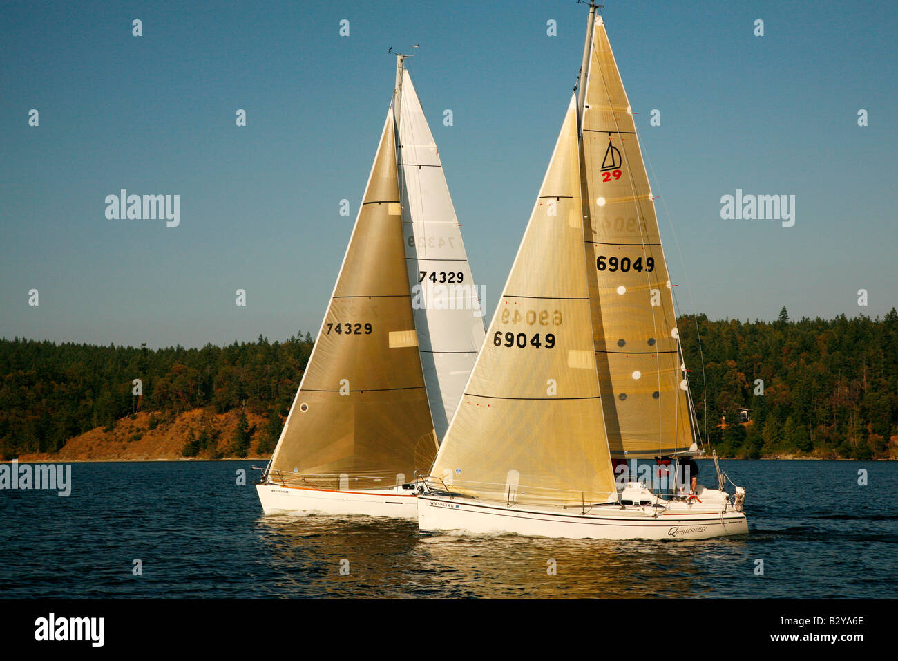 Yacht Race su Sequim Bay, Penisola Olimpica, rettilinei di Juan de Fuca, Washington Foto Stock