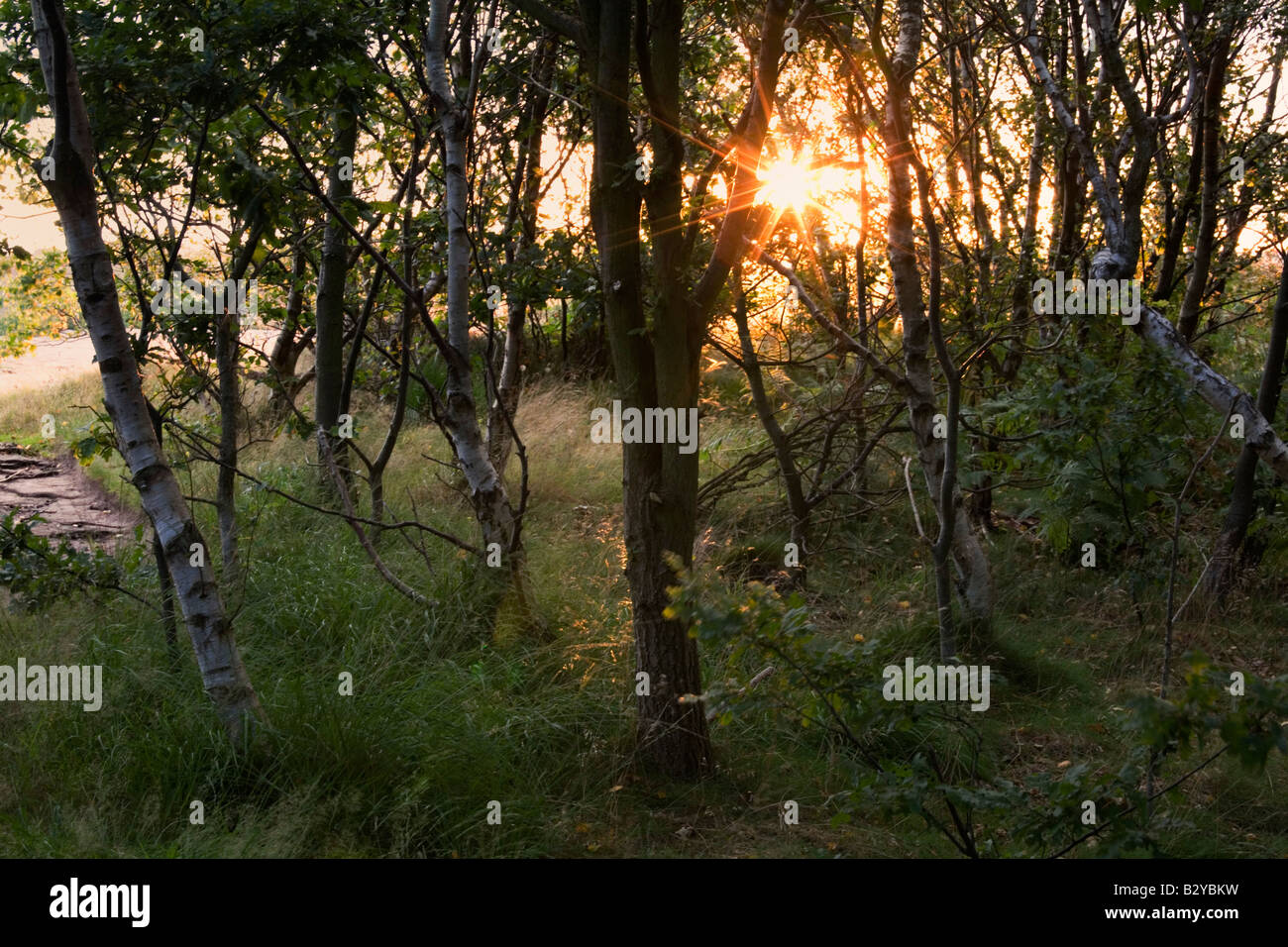 Serata estiva in comune Thurstaston Foto Stock