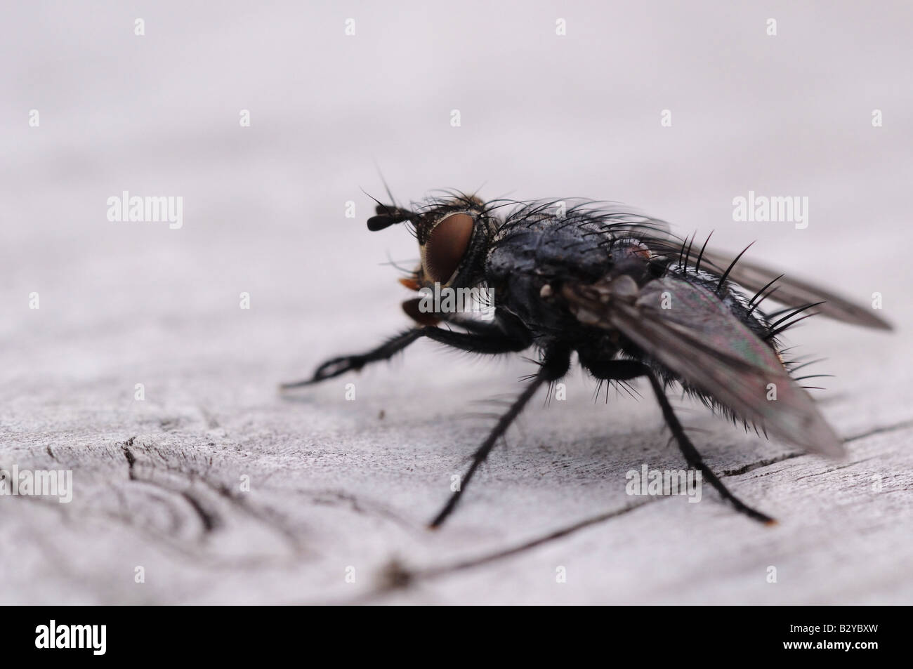 Una mosca, di insetto, bug larve di vermi, da vicino, fotografia macro con dettaglio, peli ali, gambe, occhi, torace, sporco scavenger crawl Foto Stock