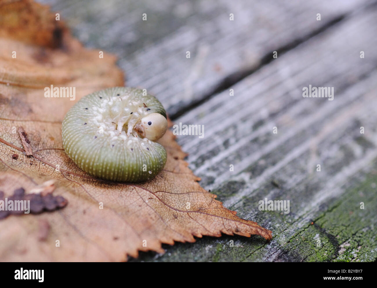 Un verme, larve, Caterpillar, insetto, creatura, avvolto a ricciolo, feriti e la preparazione per la metamorfosi, trasformare, die diventare butterfly Foto Stock