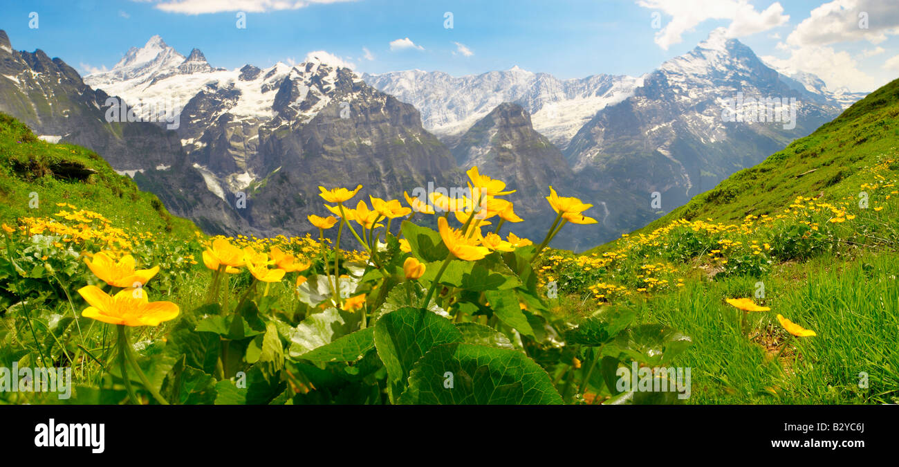 La Palude alpino Le calendule (Caltha palustris) con l'Eiger montagna dietro. Alpi, Svizzera Foto Stock