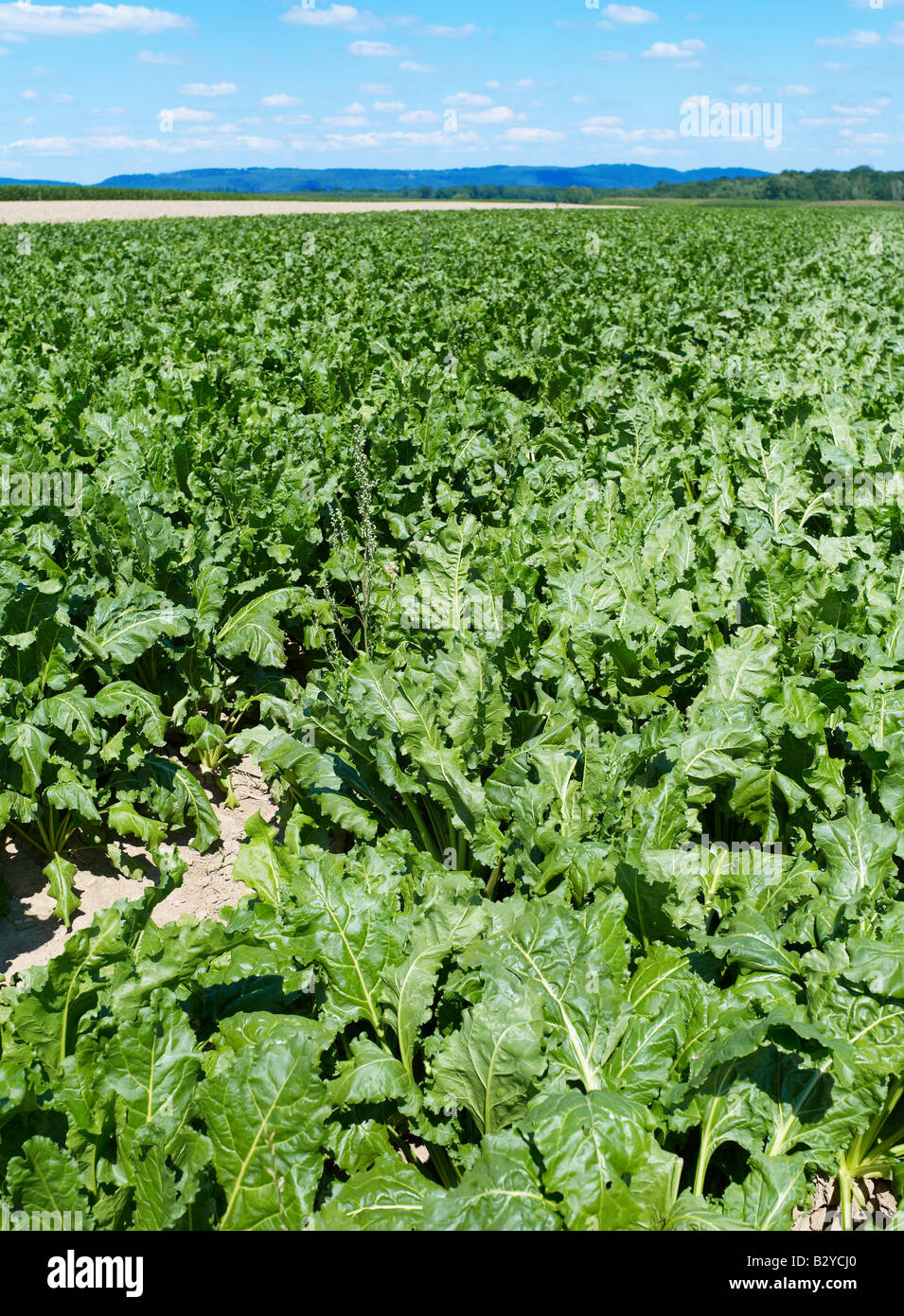 La barbabietola da zucchero campo Alsace Francia Foto Stock