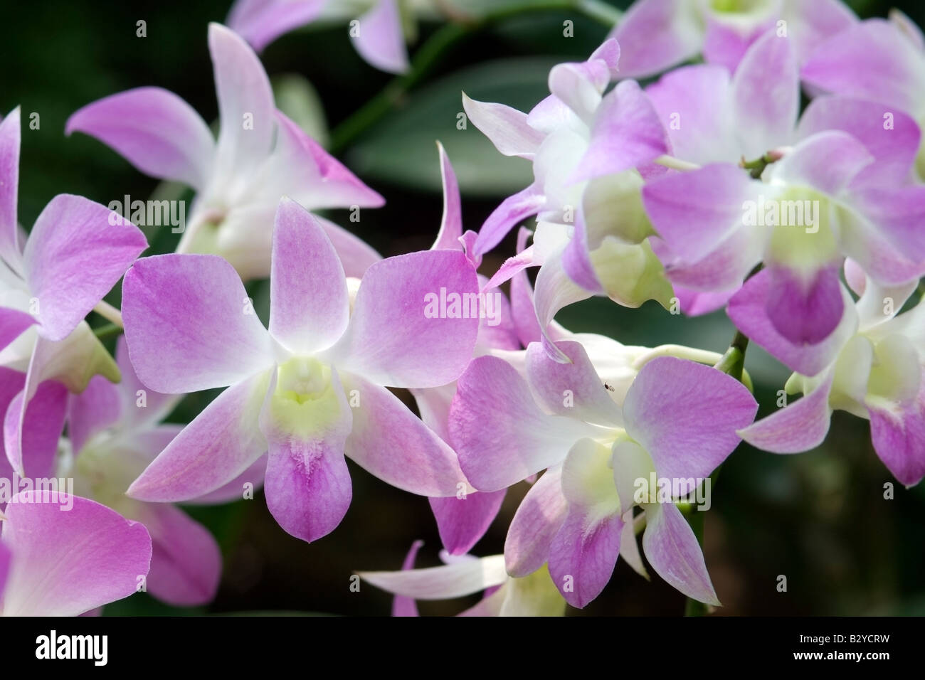 Color pastello orchidee, Singapore Botanic Gardens Foto Stock