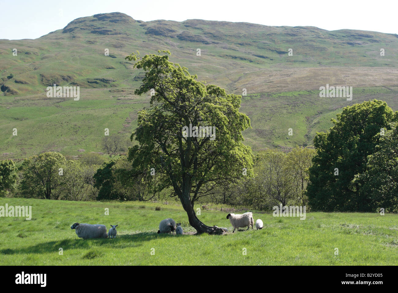 Blackface pecore rifugiandosi nell'ombra di un albero di biancospino dietro Dumyat nel Ochils. Foto Stock